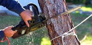 Trusted Oreana, IL Tree Removal and Landscaping Services Experts